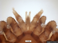 mouthparts close-up; the male chelicerae are modified for transferring sperm.