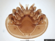 Adult female mites are brown to dark brown, shaped like a crab.  Adult males are yellowish with lightly tanned legs and spherical body shape; collected on Apis cerana.