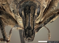 sugar beet curculio
