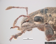 two pale longitudinal lines on each side of the head