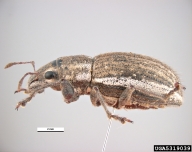 Body color dark grey, with a lighter band along the outer margin of its wing covers and two paler longitudinal lines on each side of the head and thorax one above and one below the eye.