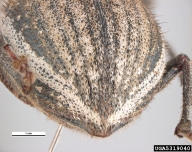 Body color dark grey, with a lighter band along the outer margin of its wing covers, the abdomen is densely covered with short pale hairs which become longer towards the tips of the elytra;