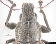 Pronotum