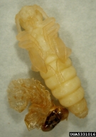 pupa with larval exuvia