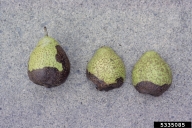 black rot (<em>Botryosphaeria obtusa</em>) symptoms on Chinese pear (<em>Pyrus pyrifolia</em>)