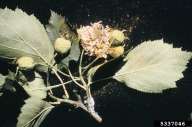 quince rust (<em>Gymnosporangium clavipes</em>) sign on hawthorn (<em>Crataegus spp.</em>)