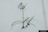 purple nutsedge
