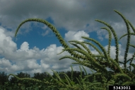 Palmer amaranth
