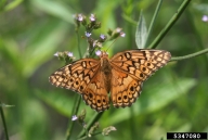 variegated fritillary (<em>Euptoieta claudia</em>) adult(s) on Brazilian vervain (<em>Verbena incompta</em>)