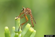 hanging thief robber fly (<em>Diogmites properans</em>) adult on American burnweed (<em>Erechtites hieraciifolius</em>)