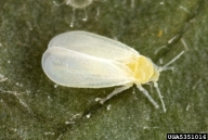 greenhouse whitefly (<em>Trialeurodes vaporariorum</em>) adult(s)