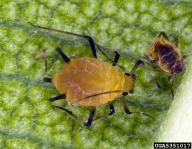 oleander aphid (<em>Aphis nerii</em>) adult(s)