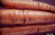 Carrots showing symptoms of infection with bacterial leaf spot, <em>Xanthomonas campestris</em> pv. <em>carotae</em> (originally described as <em>Xanthomonas carotae</em>).