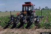 A cultivator in operation on a field corn field.