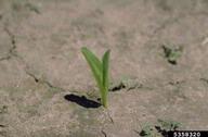 A field corn seedling on the field.
