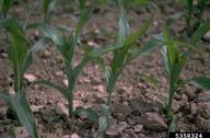 Some young field corn plant at the 5-leaf stage of development on the field.
