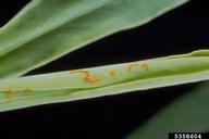 Eggs of the leafy spurge gall midge (<em>Spurgia esulae</em>), a biological control agent of leafy spurge (<em>Euphorbia esula</em>).