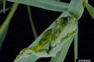 Gall caused by the leafy spurge gall midge (<em>Spurgia esulae</em>), a biological control agent of leafy spurge (<em>Euphorbia esula</em>).