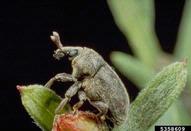 Adult lesser knapweed flower weevil (<em>Larinus minutus</em>)