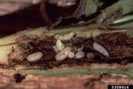 Larvae and damage caused by the Canada thistle stem-mining weevil, <em>Ceutorhynchus litura</em>, a biological control agent.