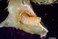 Larva of the puncturevine seed weevil (<em>Microlarinus lareynii</em>), a biological control agent of puncturevine (<em>Tribulus terrestris</em>).