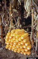 Ears of field corn stacked in the field.