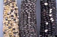 Close-up view of three cobs of blue corn, showing variation in pigmentation of the kernels.