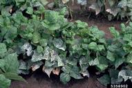 Powdery mildew (<em>Erysiphe polygoni</em>) infection of bean plants in a field in Colombia.