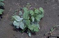 Powdery mildew (<em>Erysiphe polygoni</em>) infection of bean plants in a field in Colombia.