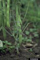 Powdery mildew (<em>Erysiphe polygoni</em>) infection of bean pods in a field in Colombia.