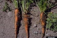 Carrot roots with phytoplasma symptoms in the field.