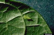 Potato leafhopper (<em>Empoasca fabae</em>) on a dry bean leaf.