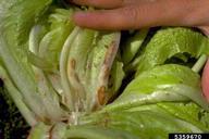 A lettuce plant with symptoms of a phytoplasma infection in the field.