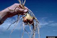 Onion bulbs with symptoms of a phytoplasmic infection.