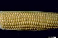 Close-up view of an ear of sweet corn on the cob.