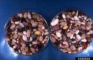 common bean