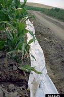 Flexible gated pipe for use in irrigating field corn.