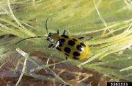 Adult southern corn rootworm (a.k.a. spotted cucumber beetle), <em>Diabrotica undecimpunctata howardi</em>.