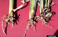 Damage to corn roots due to feeding by the southern corn rootworm, <em>Diabrotica undecimpunctata howardi</em>.