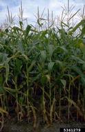 Healthy stalks of field corn.