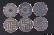 Cultures of bean halo blight colonies on artificial media in the laboratory.