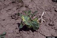 A volunteer bean plant infected with halo blight caused by <em>Pseudomonas syringae pv. phaseolicola.</em>