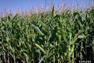 Field corn plants at the early milk stage.
