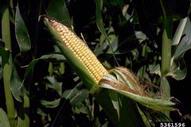 Ear of field corn at the milk stage, with husks pulled back to show kernels.