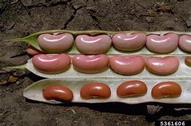 common bean