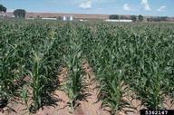 Sweet corn plants in the field.