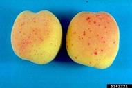 on Apricot fruits 