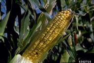 Close-up view of an ear of field corn at the dent stage - husk peeled back to show kernels.