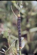velvetbean caterpillar (<em>Anticarsia gemmatalis</em>) larva(e) on peanut (<em>Arachis hypogaea</em>)