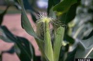 Ear of field corn at the silk stage.